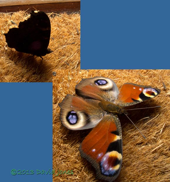 Peacock butterfly shows defensive response, 27 October 2013