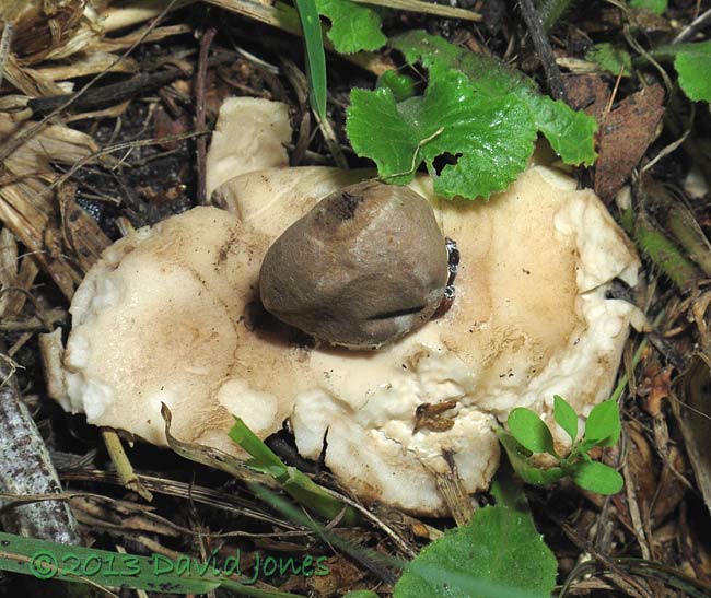Fungus (Pos. Geastrum rufescens), 24 Sept 2013
