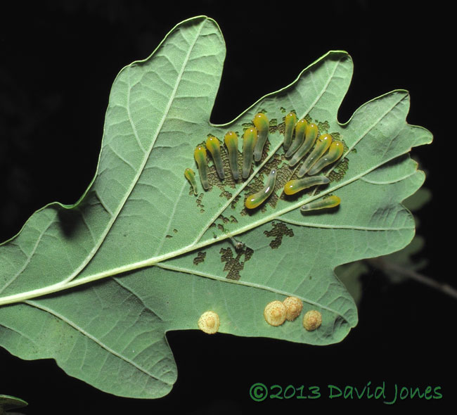 Spangle galls and sawfly larvae on Oak leaf, 24 Sept 2013