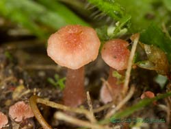 Fungus (unidentified) under moss - 1 , 24 Sept 2013