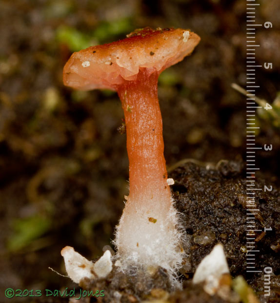 Fungus (unidentified) under moss - 2 , 24 Sept 2013