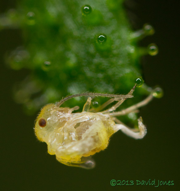Unident ified plant - barkfly after 9 hours trapped by sticky globules on sepal,  27 Sept 2013