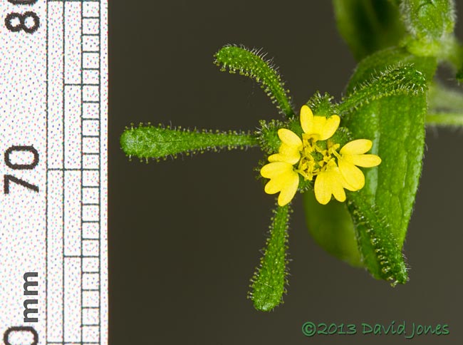 Unident ified plant - flower, with scale, 27 Sept 2013