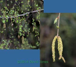 Male catkins on Birch trees, 3 April 2014