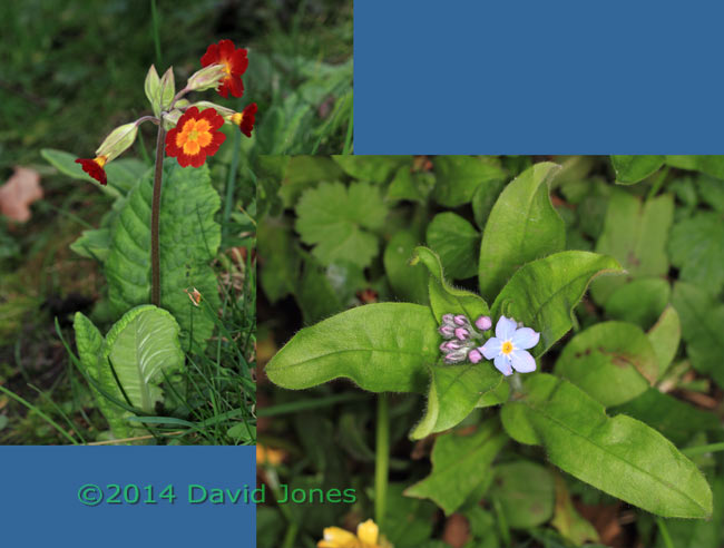 Primrose and Forget-me-not, 3 April 2014