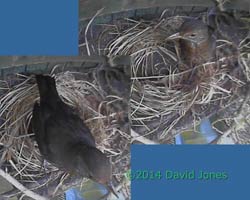 Blackbird female inspects possible nest site, 4 April 2014