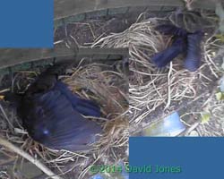 Blackbird male shuffles in possible nest site, 4 April 2014