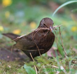 Blackbird female collects straw for new nest site, 5 April 2014