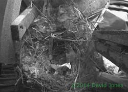 New Blackbird nest abandoned on a wet day, 7 April 2014