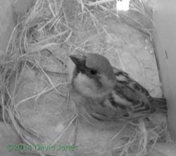 Sparrow male in SW(lo), 17 April 2014