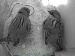 Sparrow pair in SW(lo), 17 April 2014