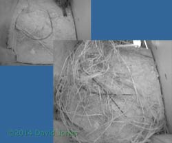 Start of nest building by Sparrows in SW(lo), 17 April 2014