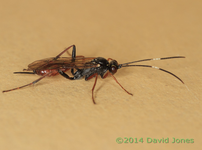Unidentified Ichneumon fly, 20 April 2014