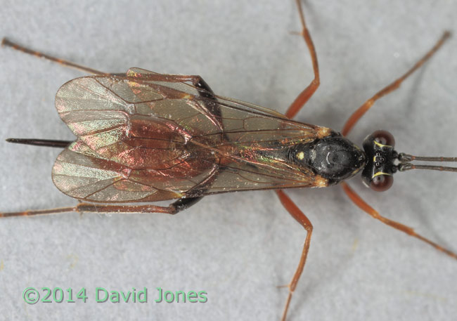 Unidentified Ichneumon fly - close-up to show wing venation - 2, 20 April 2014