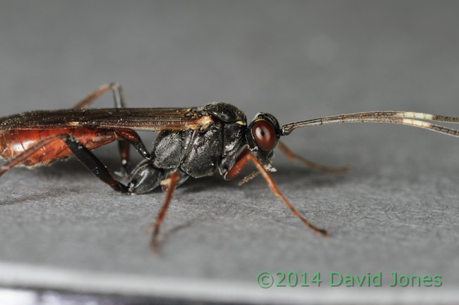 Unidentified Ichneumon fly - close-up of anterior, 20 April 2014
