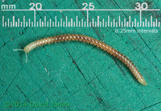 Millipede - with scale, 23 April 2014