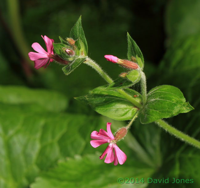 Red Campion in flower, 24 April2014