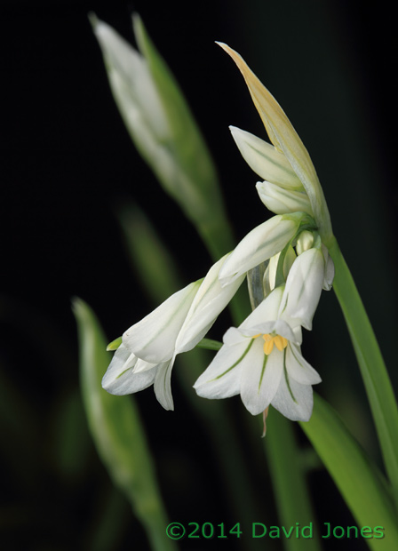 Triangular-stemmed Garlic, 24 April 2014