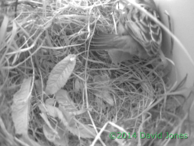 Leaves brought into Sparrow nest, 24 April 2014