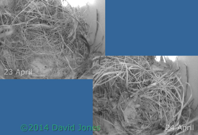 Development of Sparrow nest over the last 24 hours, 24 April 2014