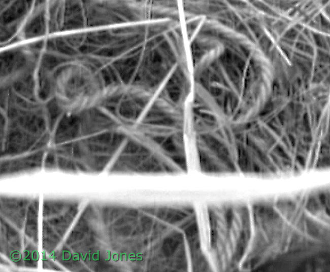 Garden string(?) in Sparrow nest - cropped image, 24 April 2014