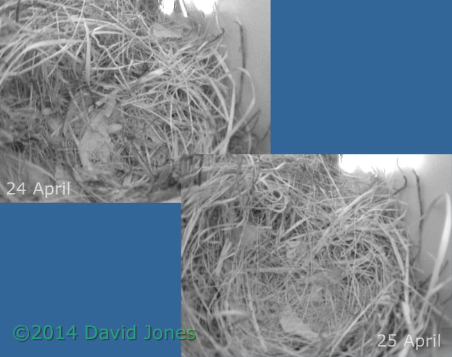 The Sparrow nest in SW(lo) tonight, 25 April 2014