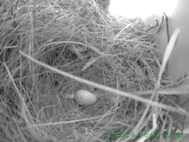 Sparrows' first egg in SW(lo), 26 April 2014