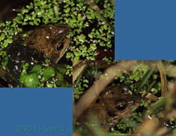 Common frogs, 3 February 2014
