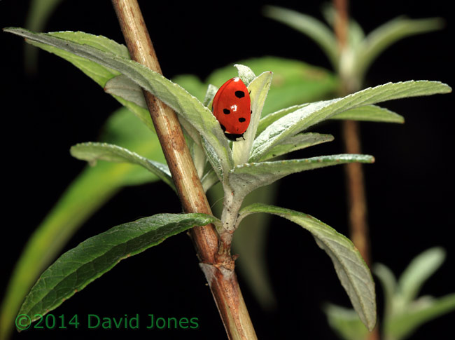7-spot Ladybird on Buddleia - 1,  25 January 2014