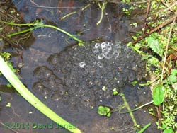 The first frog spawn, 1 March 2014