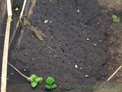 The first frog spawn - 2, 1 March 2014