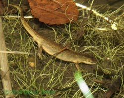 Smooth Newt (female), 6 March 2014