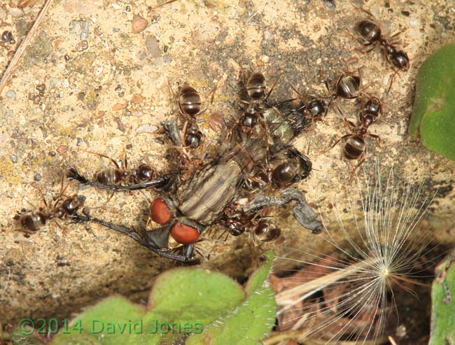 Ants drag dead fly towards their nest, 2 May 2014