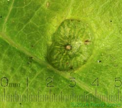 Gall of Neuroterus numismalis on Oak leaf - upper surface view, 2 May 2014