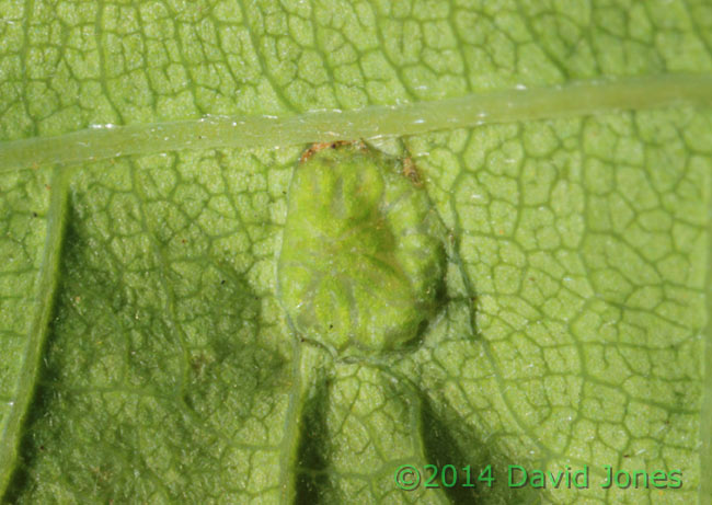 Gall of Neuroterus numismalis on Oak leaf - lower surface view, 2 May 2014