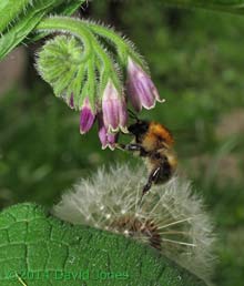 First Comfrey flowers of the year (with Common Carder Bee), 2 May 2014