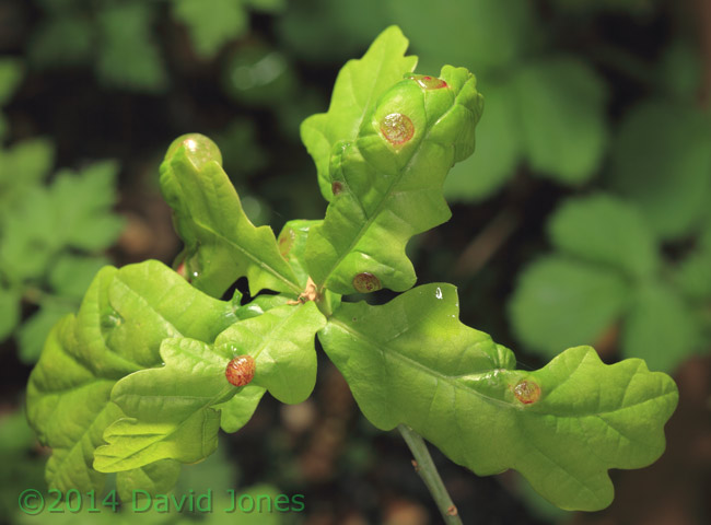 Oak sapling with currant galls - upper surfaces of leaves, 2 May 2014