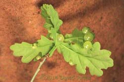 Oak sapling with currant galls - lower surfaces of leaves, 2 May 2014