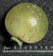 Currant gall removed from Oak leaf, 2 May 2014