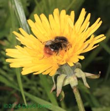 Red-tailed Bumblebee on Dandelion, 4 May 2014