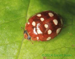 Cream-spot Ladybird, 4 May 2014