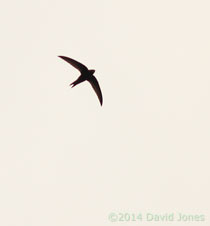 The first Swift returns, 5 May 2014