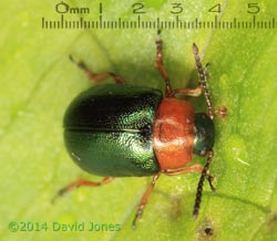 A leaf beetle (Gastrophysa polygoni), 6 May 2014