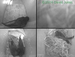 Four Swifts here this morning, 6 May 2014