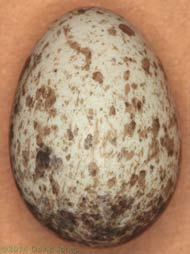 Unfertilized House Sparrow egg from SW(le), 9 May 2014
