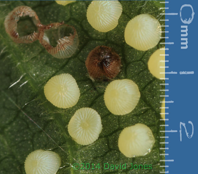Egg cluster under Hazel leaf - with scale, 11 May 2014