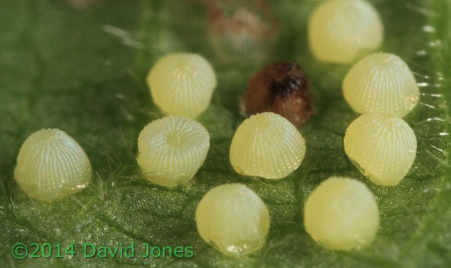 Egg cluster under Hazel leaf - oblique view, 11 May 2014