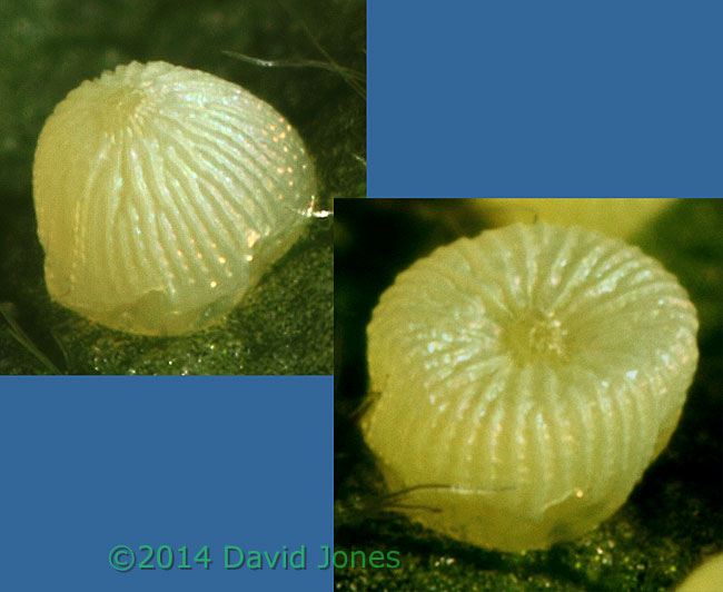 Egg cluster under Hazel leaf - close-ups, 11 May 2014