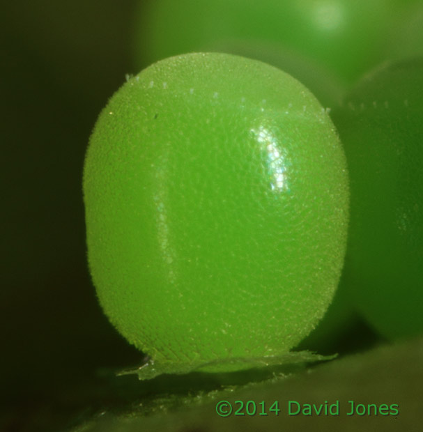 Egg cluster under Oak leaf - a single egg, 11 May 2014