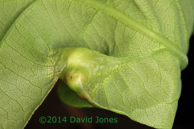 Galls of Andricus curvator (a Gall wasp) on Oak leaf - 2, 11 May 2014
